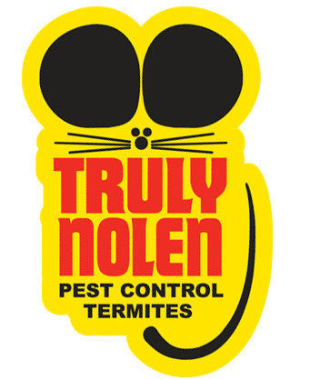 Spiders in Florida - Pest Library - Nozzle Nolen