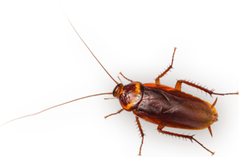 small-cockroashe