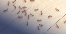 How To Get Rid of Ants