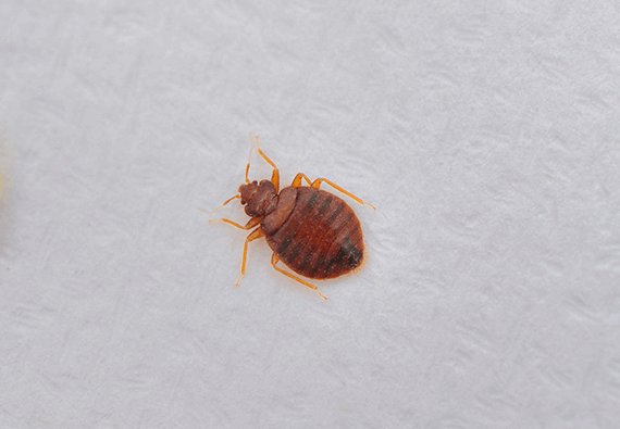 Bed-bug-feature-image-2