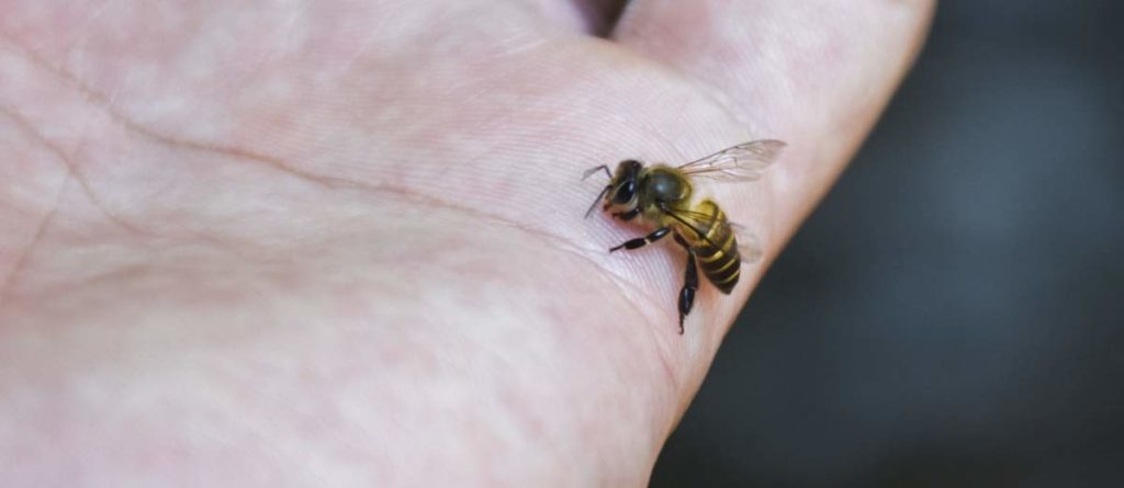 Bee-sitting-on-mans-hand-1024x445