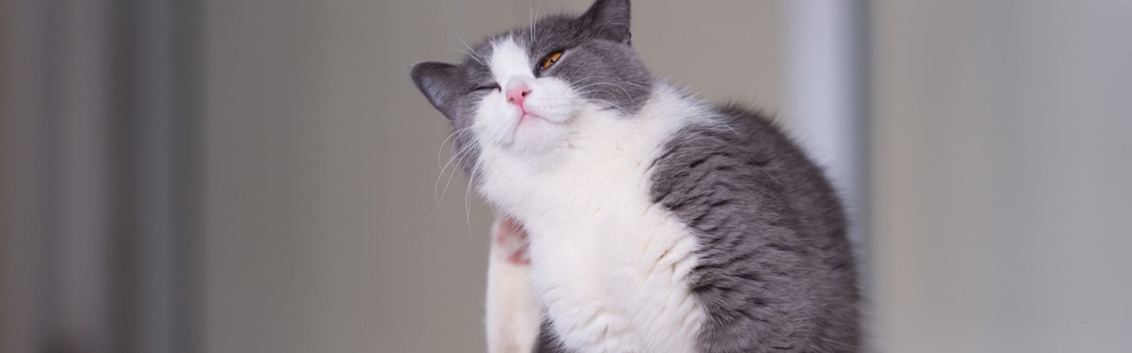 Cat-Scratching-Header_1600x500