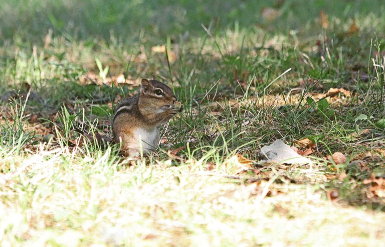 Chipmunk