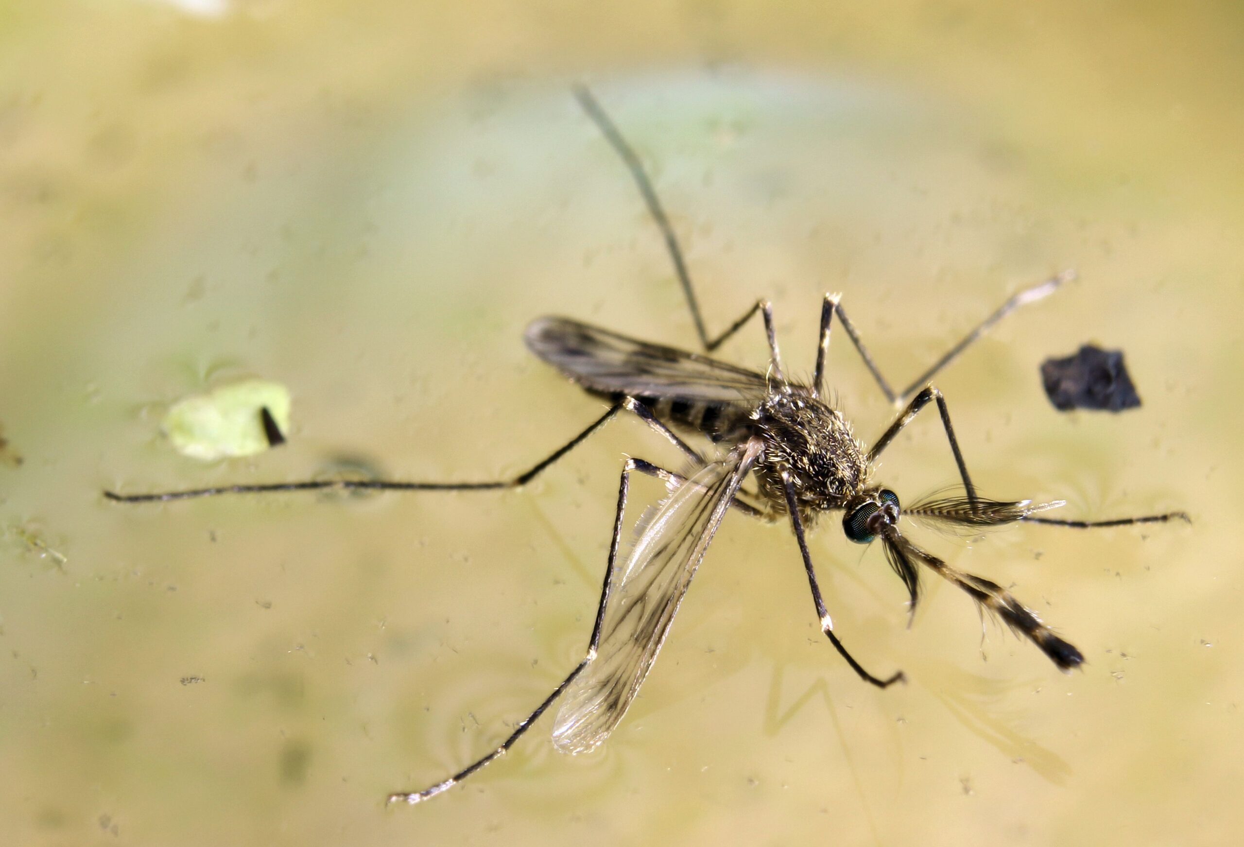 Culex-Mosquito