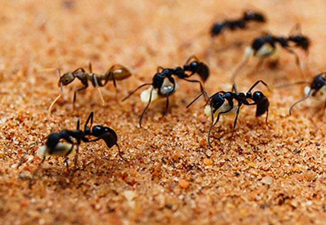 DIY-Ants-Feature-Img