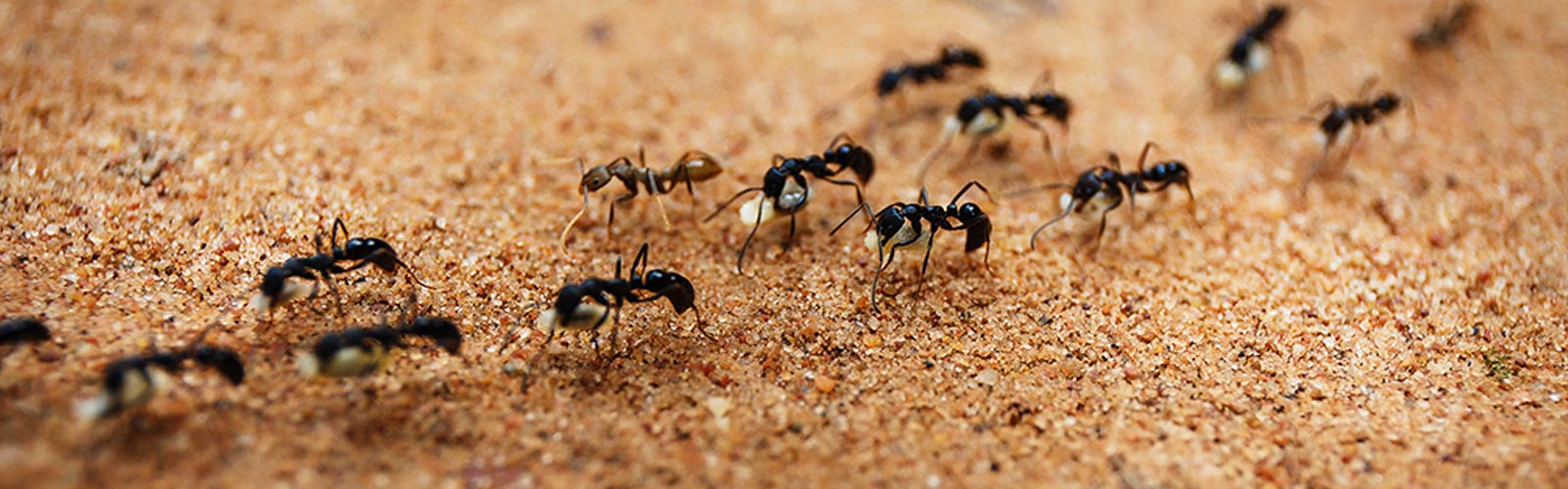 ID-ants-header