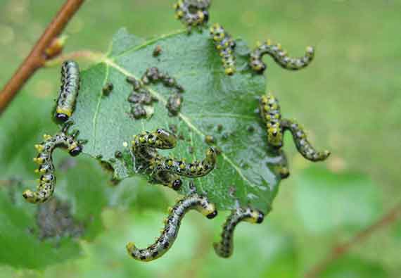 Knock-The-Sawfly-Larvae-Off-The-Trees1