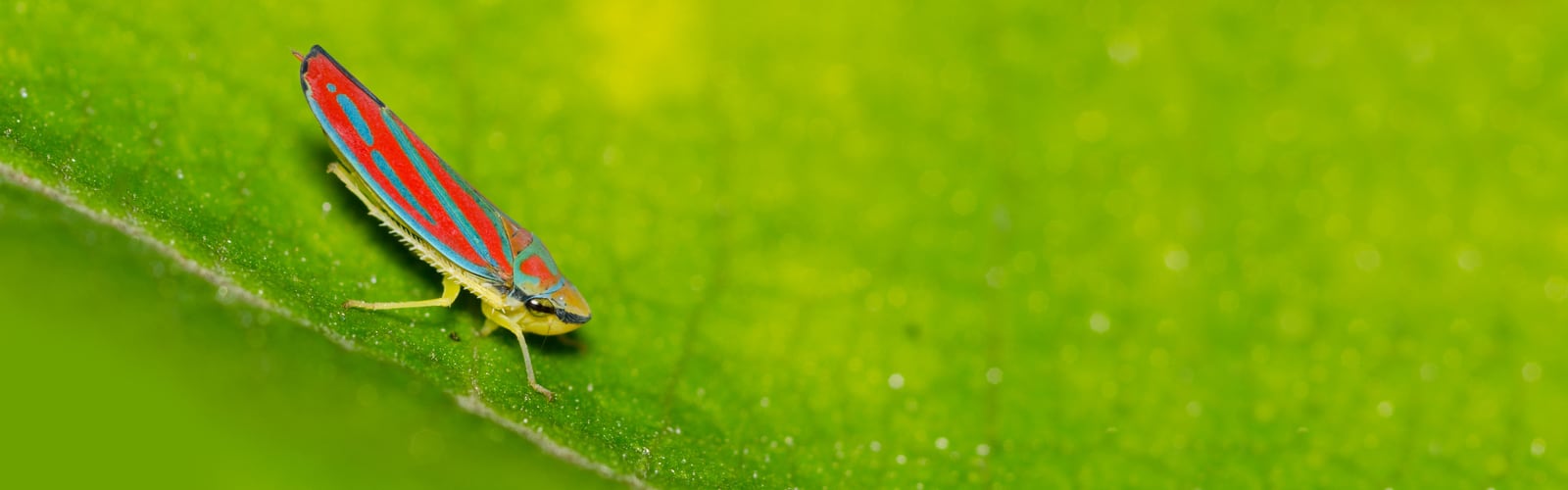 LeafHopper_1600x500_Alt