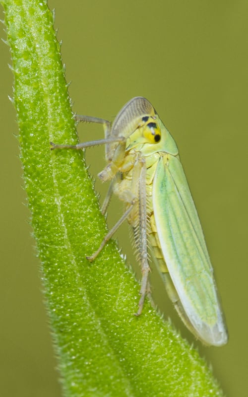 Leafhopper
