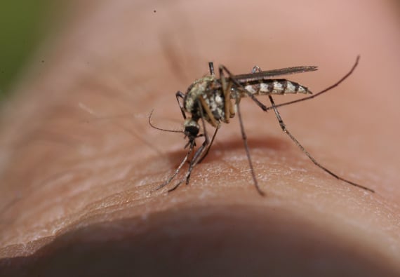 Mosquito_4