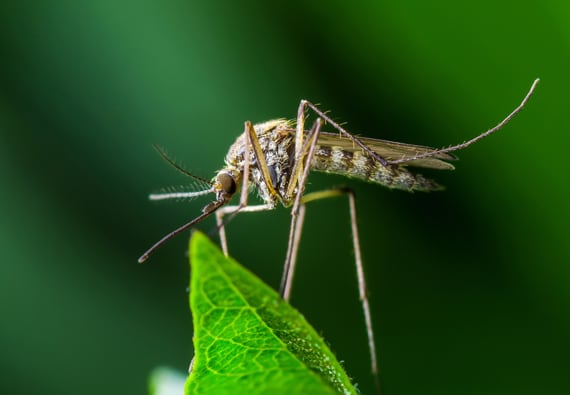 Mosquito_4