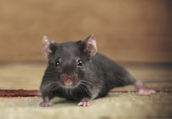 How to Get Rid of Mice - Eliminate Relentless Rodents From Your Home