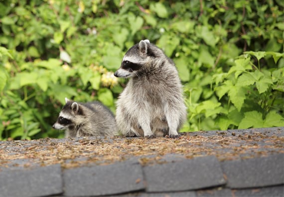 https://www.pests.org/wp-content/uploads/2023/02/Raccoon_2_570x395.jpg