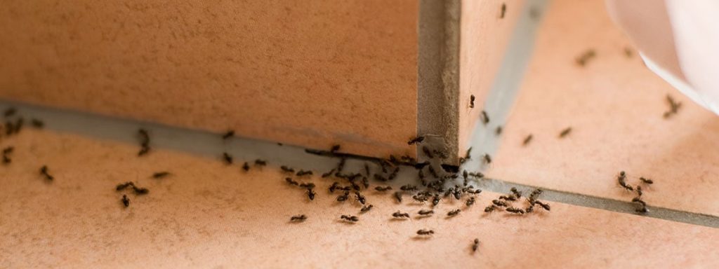 ants_massey-1024x384