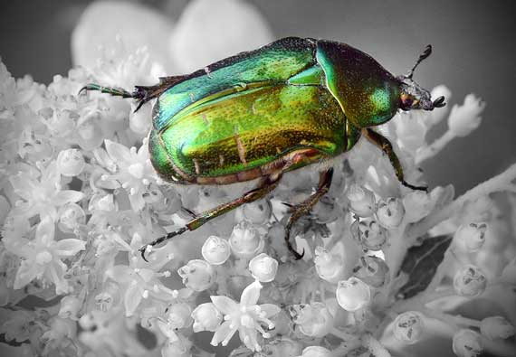 beetle4