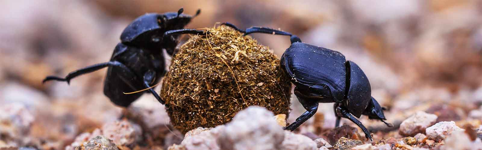 beetles1