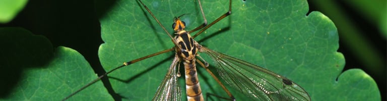cranefly__feature_image