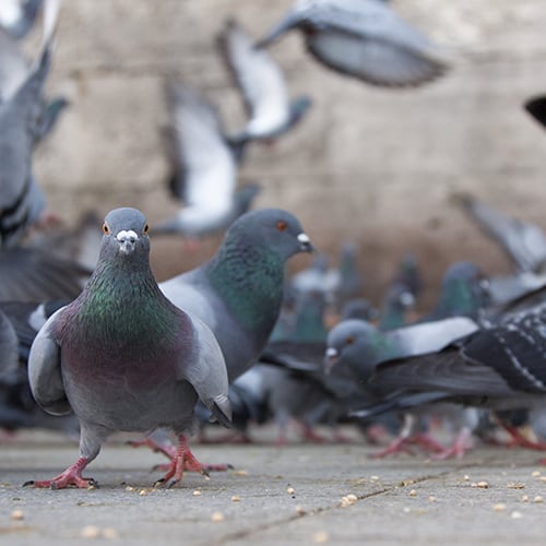 Top 6 Best Pigeon Repellents Updated for 2024