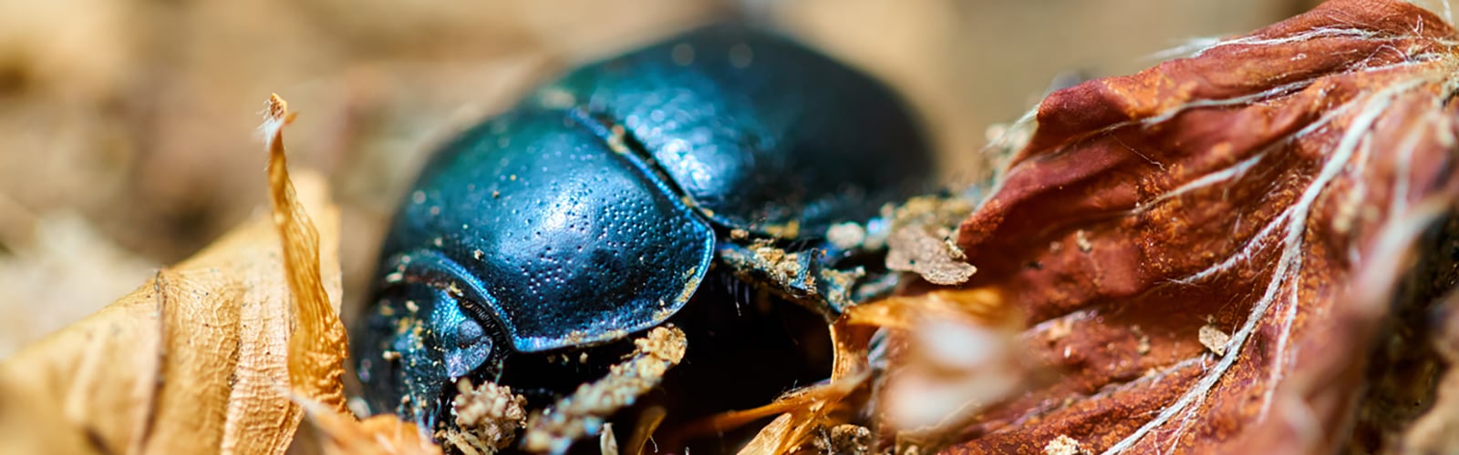 dung-beetle