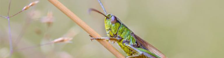 field_crickets_feature_image