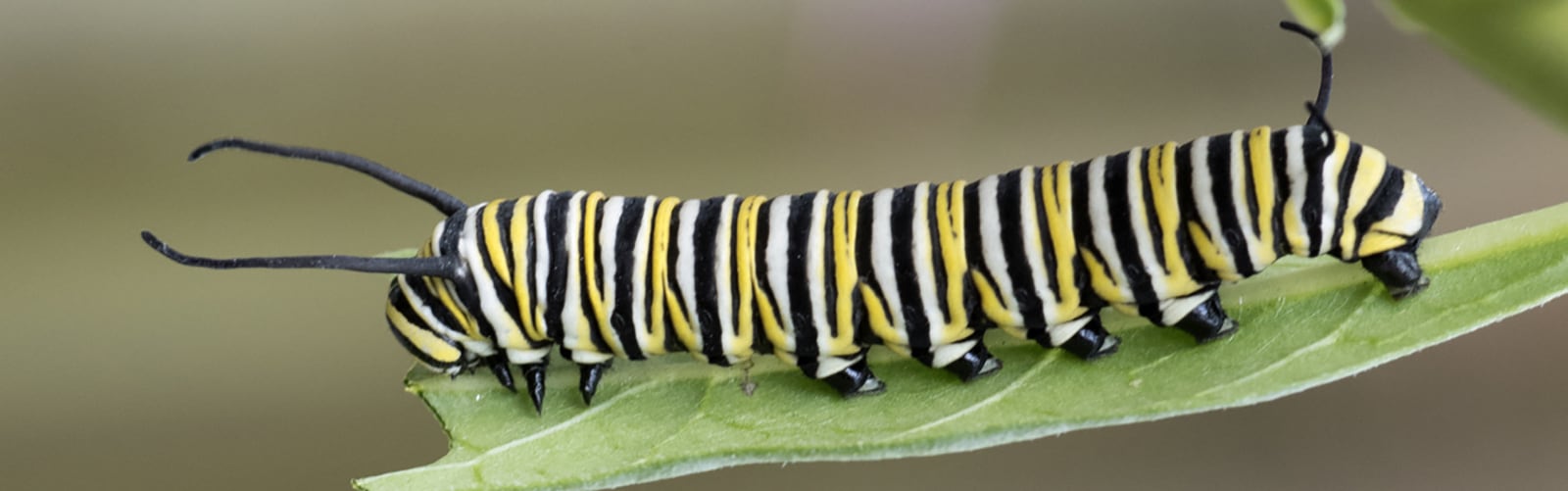 iStock-865425164-copy