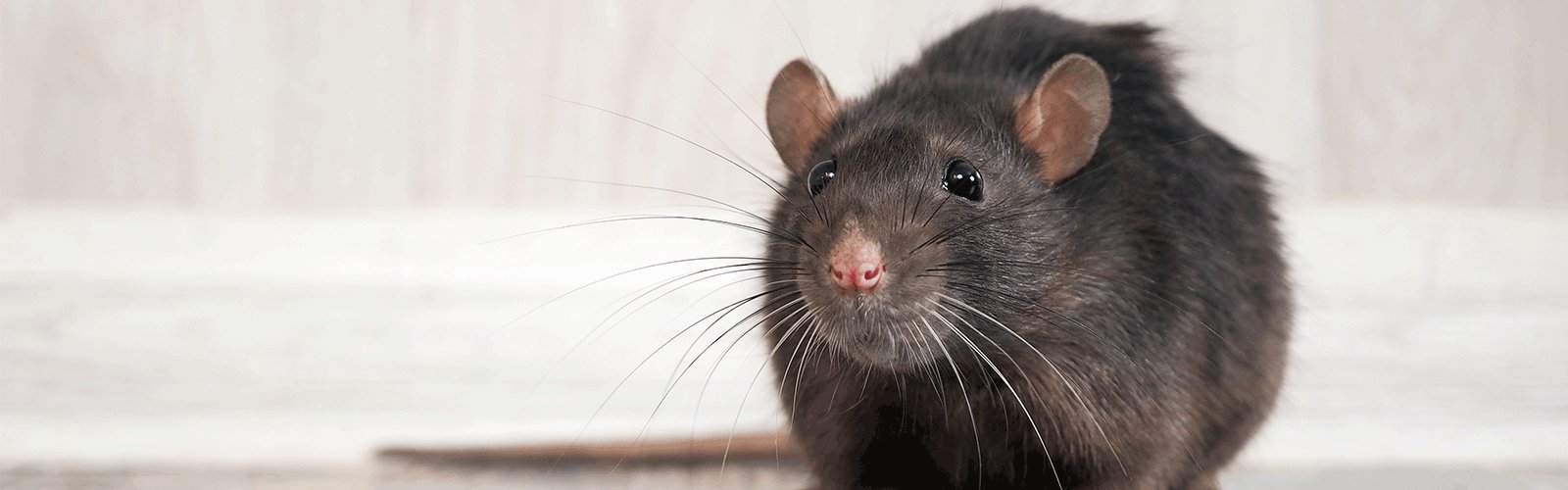 identify_rats