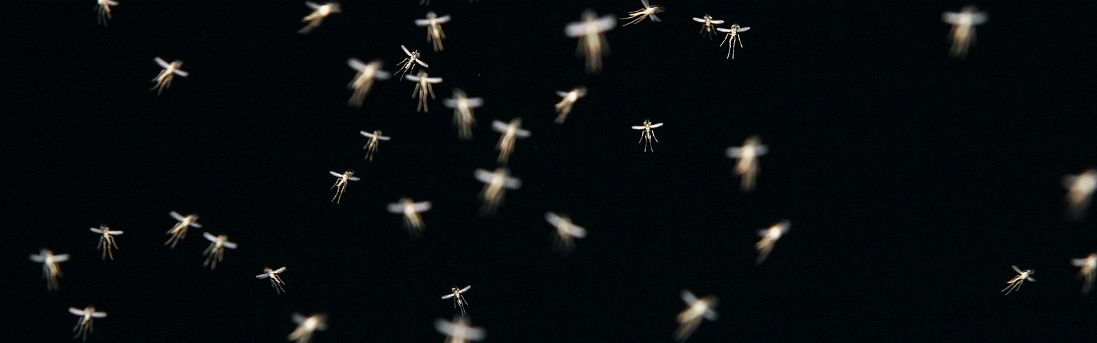 mosquito-swarm