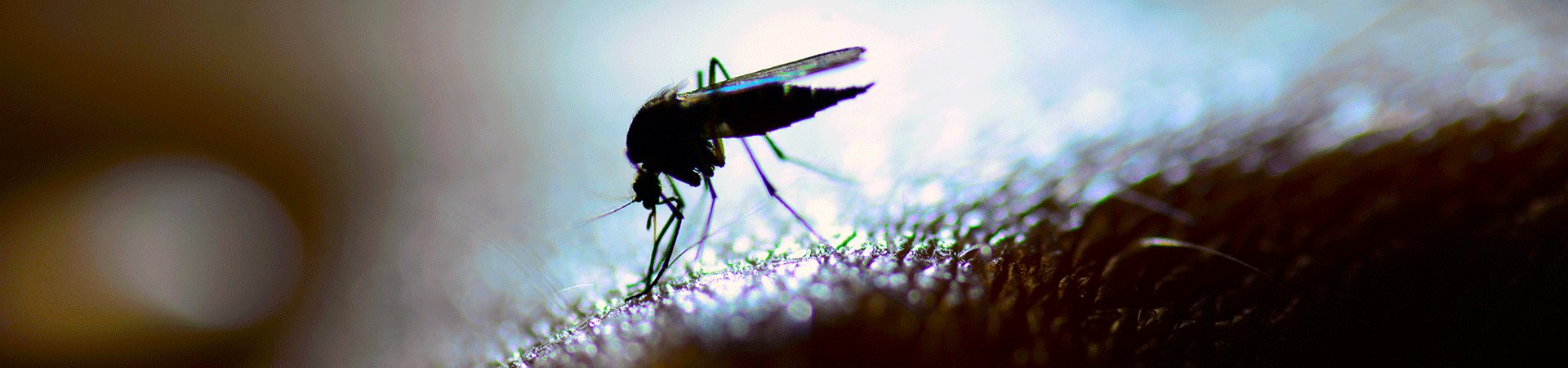 mosquitoes-header