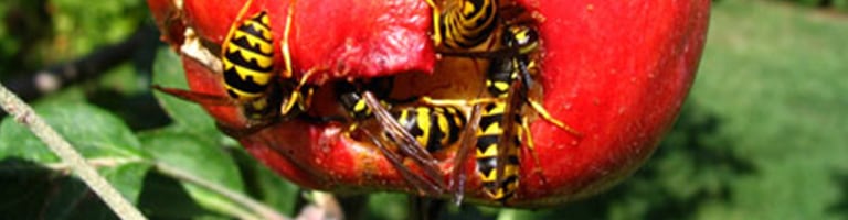 wasps_and_hornets_feature_image