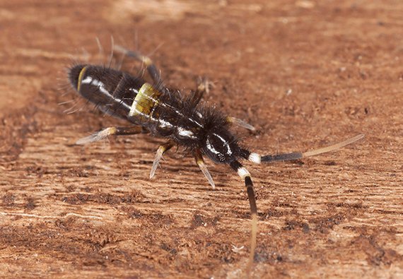 what-are-springtail-bugs