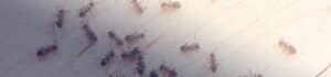 How To Get Rid of Ants