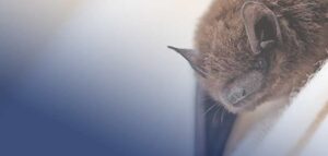 How To Get Rid of Bats