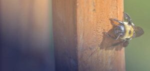 How To Get Rid of Bees