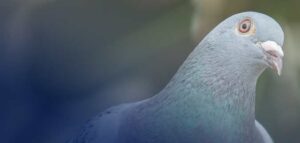 How To Get Rid of Birds