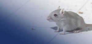 How To Get Rid of Mice