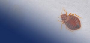 How To Get Rid of Bed Bugs
