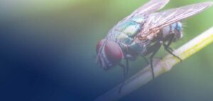 How To Get Rid of Flies