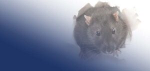 How To Get Rid of Rats