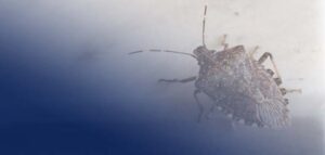 How To Get Rid of Stink Bugs