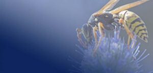 How To Get Rid of Wasps