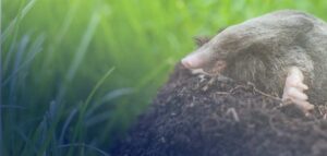 How To Get Rid of Moles