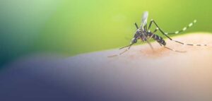 How To Get Rid of Mosquitoes