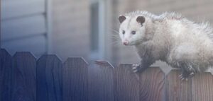 How To Get Rid of Opossums