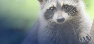 How To Get Rid of Raccoons