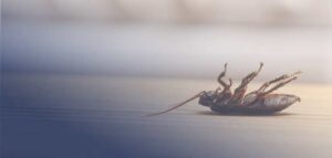 How To Get Rid of Roaches