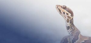 How To Get Rid of Snakes