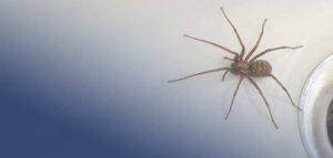 How To Get Rid of Spiders
