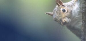 How To Get Rid of Squirrels