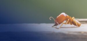 How To Get Rid of Termites