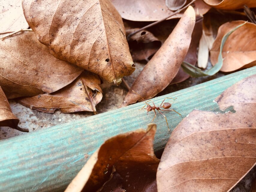 close-up-insect-leaves
